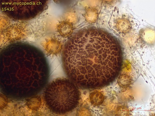 Elaphomyces - 