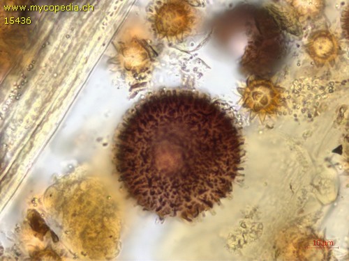 Elaphomyces - 