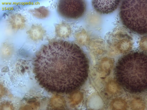 Elaphomyces - 