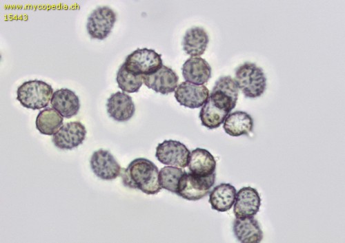Russula virescens - Sporen - Melzers  - 
