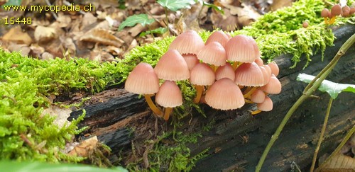 Mycena renati - 