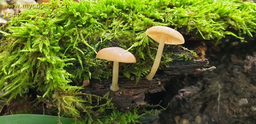 Psathyrella piluliformis - 