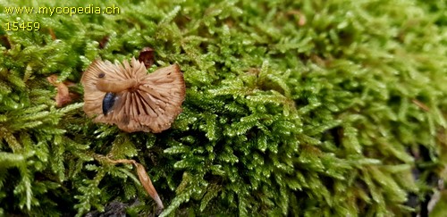 Simocybe coniophora - 