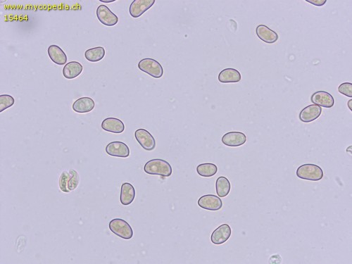 Simocybe coniophora - Sporen - Wasser  - 