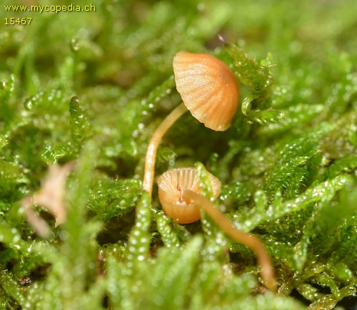 Galerina calyptrata - 