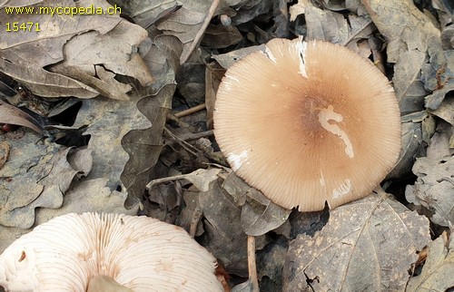 Pluteus pallescens - 