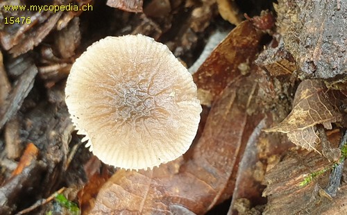 Pluteus thomsonii - 