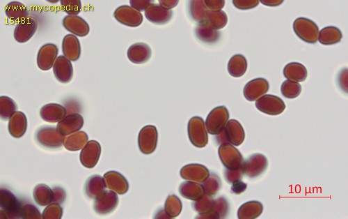 Tapinella atrotomentosa - Spore/n - Melzers  - 