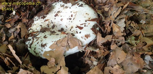 Russula anthracina var. carneifolia - 