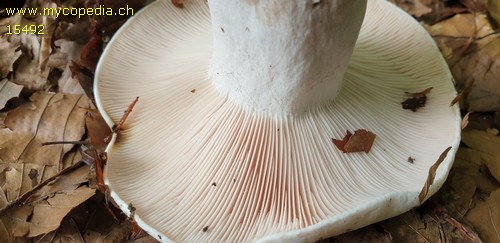 Russula anthracina var. carneifolia - 