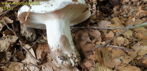 Russula anthracina var. carneifolia - 