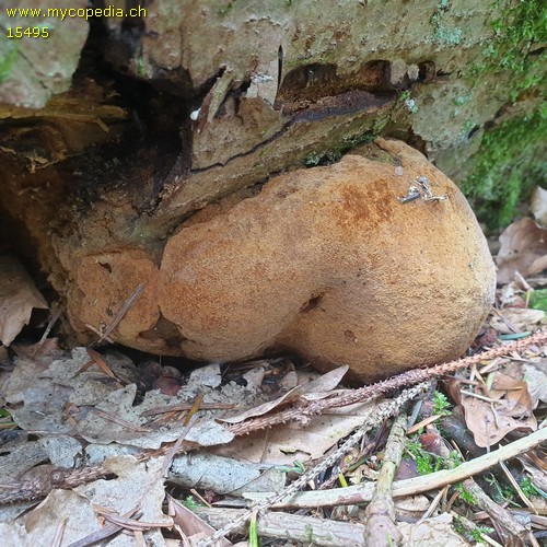 Phellinus hartigii - 