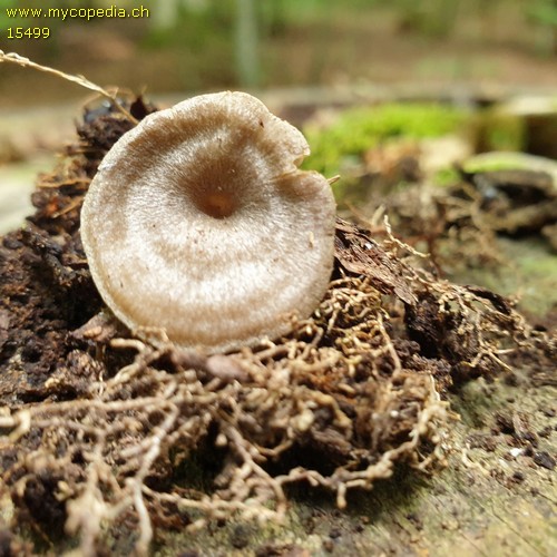 Entoloma undatum - 