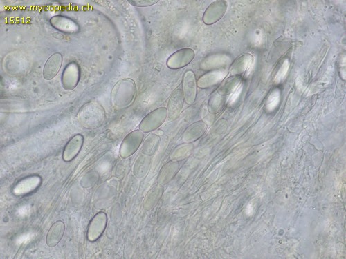Thecotheus uncinatus - Spore/n - Wasser  - 