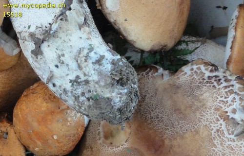 Leccinum rufum - 