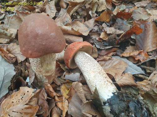 Leccinum aurantiacum - 