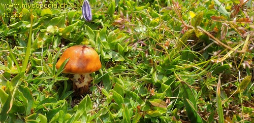 Cortinarius favrei - 