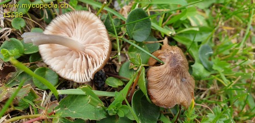 Entoloma longistriatum - 