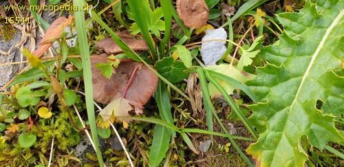 Lactarius nanus - 