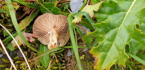 Lactarius nanus - 