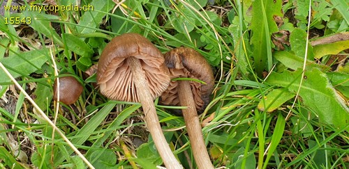 Entoloma longistriatum - 