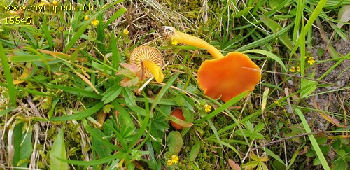 Hygrocybe salicis-herbaceae - 