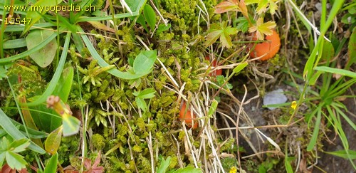 Hygrocybe salicis-herbaceae - 