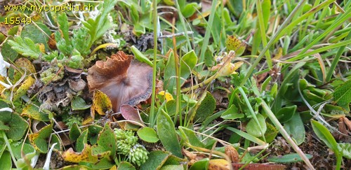 Cortinarius galerinoides - 