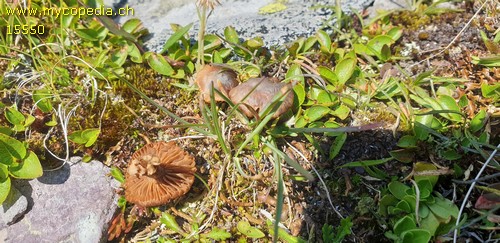 Cortinarius galerinoides - 