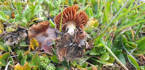 Cortinarius galerinoides - 