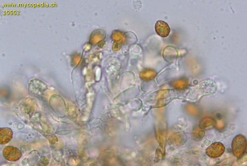Cortinarius galerinoides - Cheilozystiden - Wasser  - 