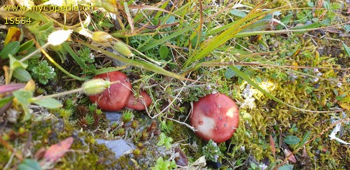 Russula nana - 