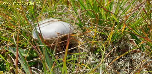 Amanita nivalis - 