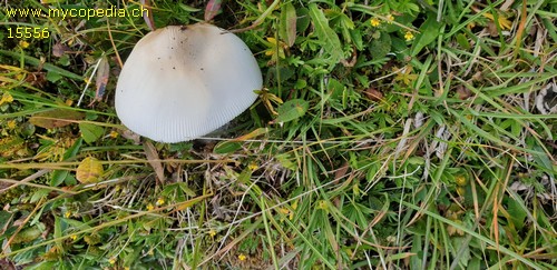 Amanita nivalis - 