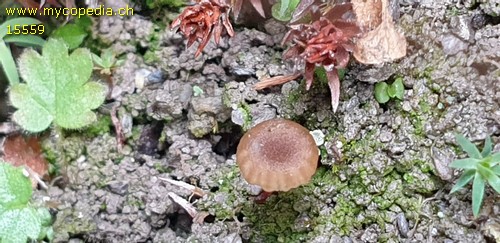 Omphalina pyxidata - 