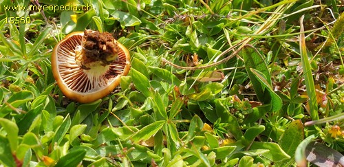 Cortinarius favrei - 