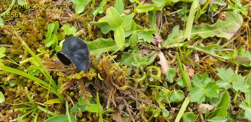 Helvella atra - 