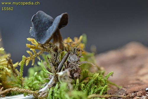 Helvella atra - 