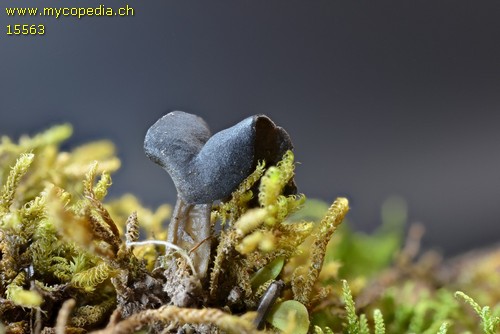 Helvella atra - 