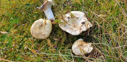 Lactarius dryadophilus - 