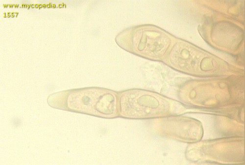 Puccinia arenariae - 