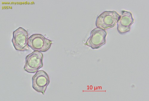 Entoloma longistriatum - Sporen - Wasser  - 