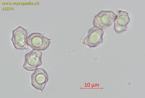 Entoloma longistriatum - Sporen - Wasser  - 