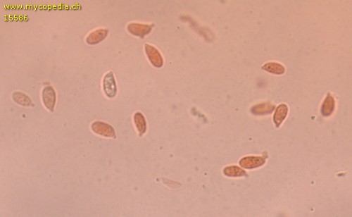 Collybiopsis confluens - Sporen - Kongorot  - 