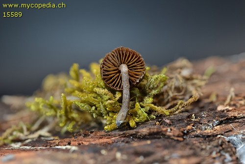 Inocybe - 