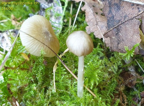 Entoloma hygrophilum - 