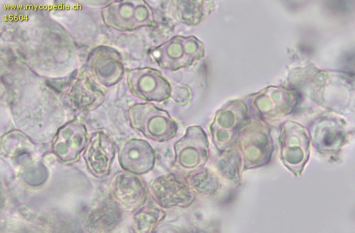 Entoloma hygrophilum - Sporen - Wasser  - 