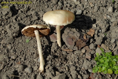 Agrocybe dura - 