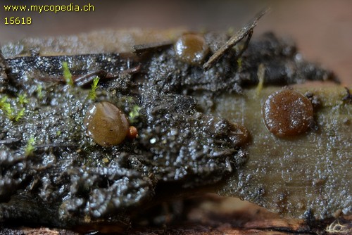 Adelphella babingtonii - 