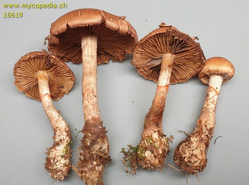 Cortinarius armillatus - 